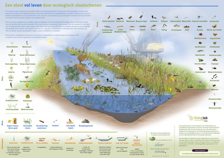 Ecologisch slootschonen