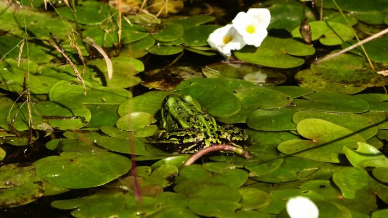 Film: meer leven in Fryske boeresleat